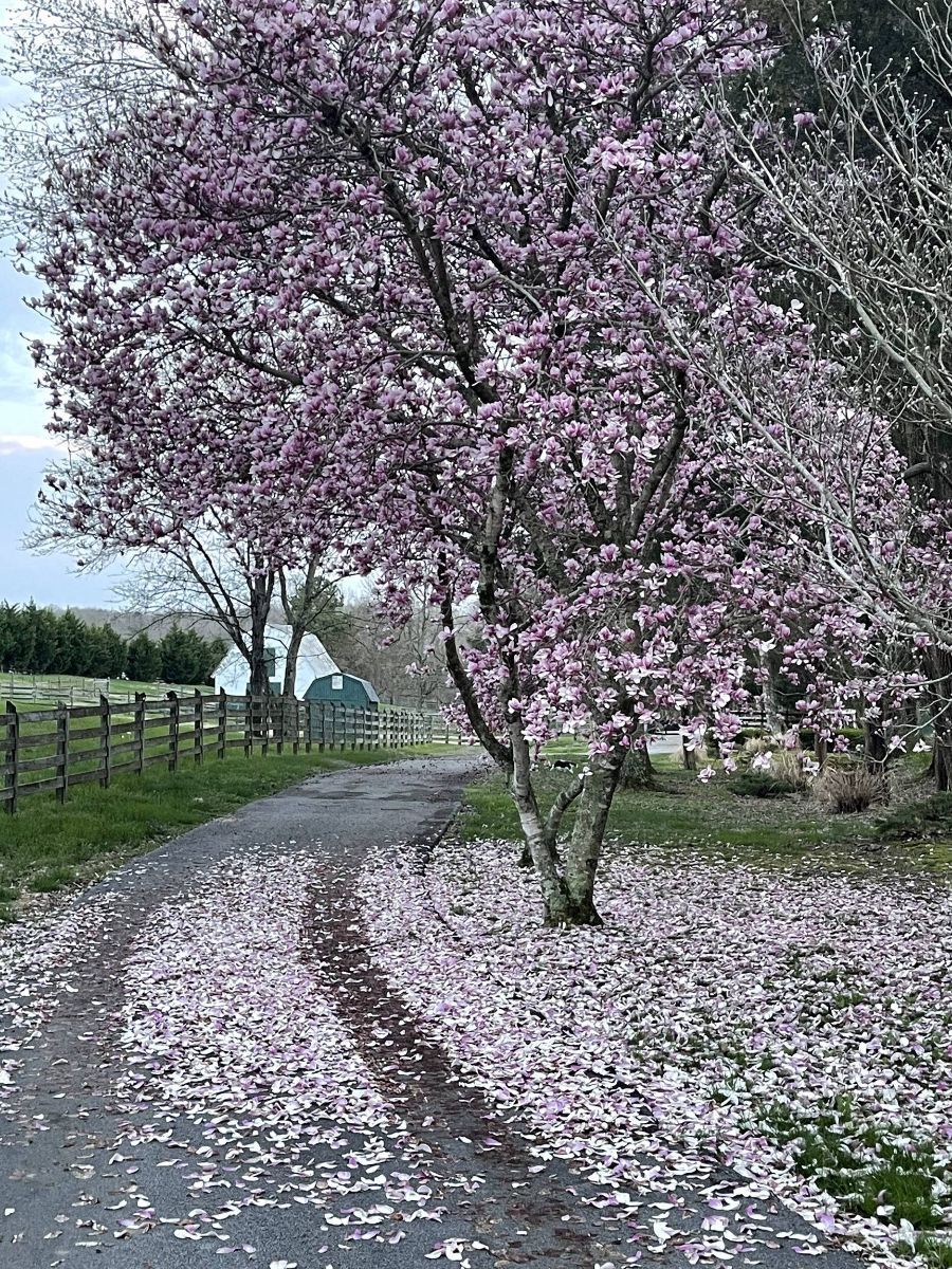 A tree with pink flowers is along the side of a road.