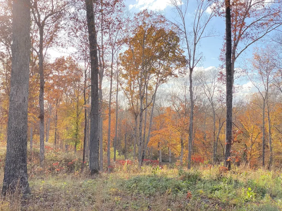 A painting of a forest in autumn with trees covered in leaves.