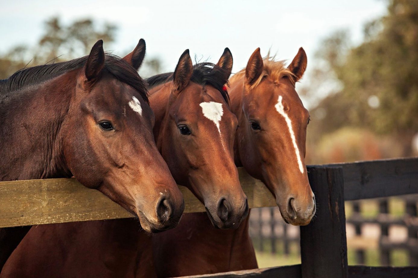 Three brown horses are leaning over a wooden fence.