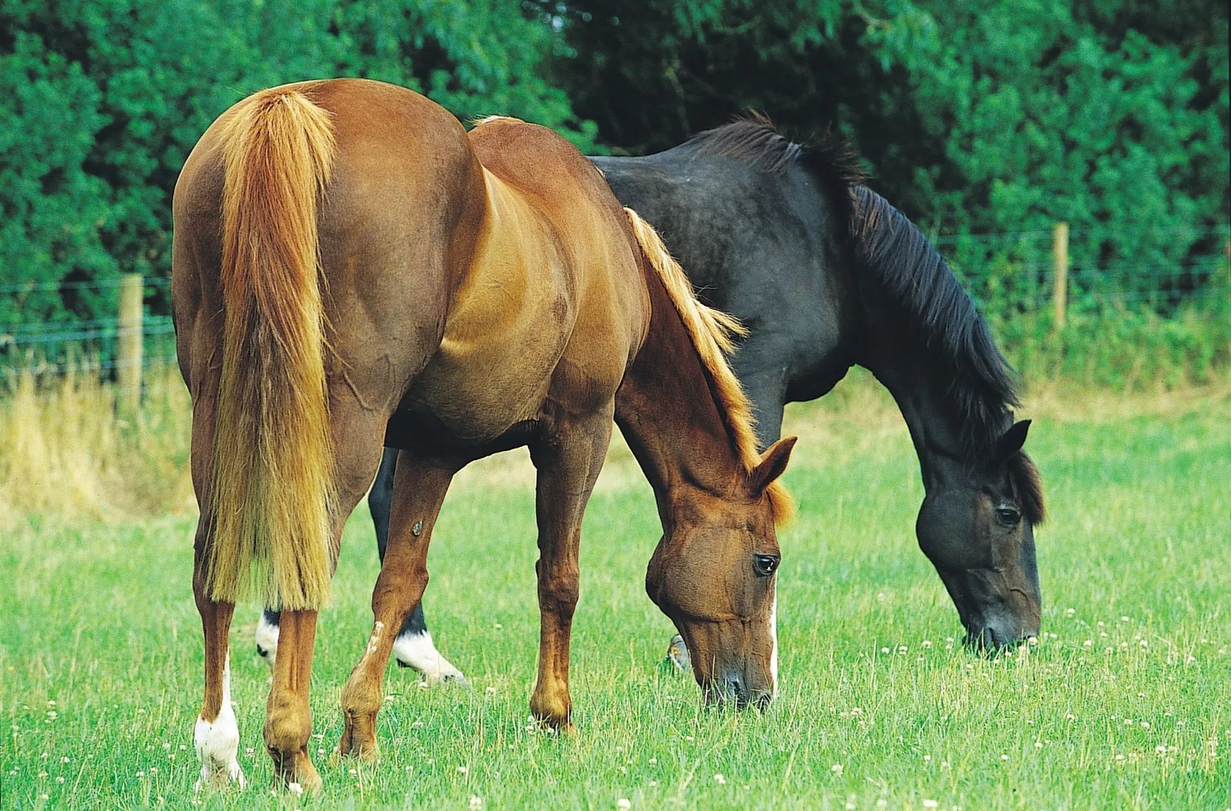 Two horses grazing in a grassy field with trees in the background