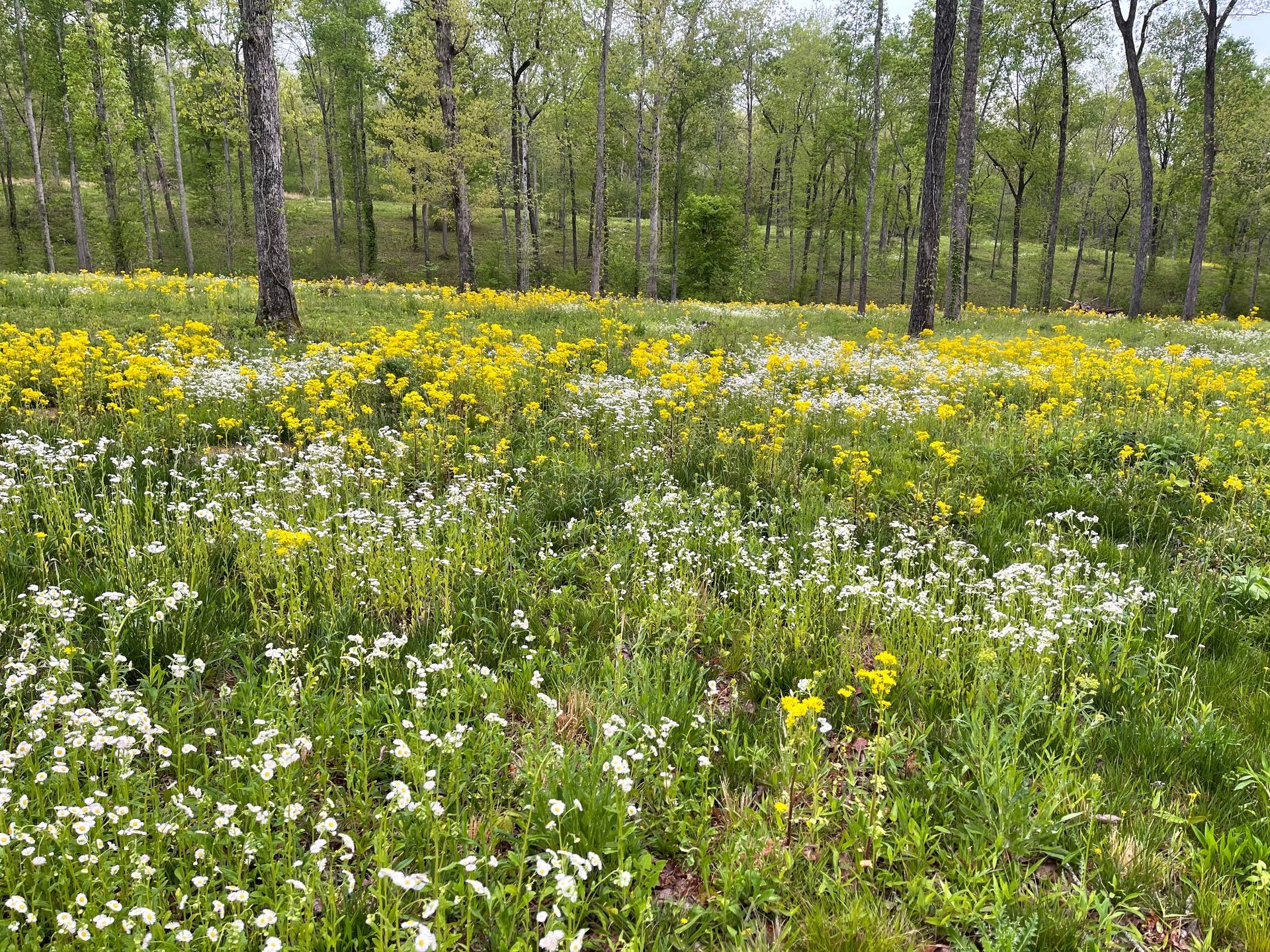 A field of yellow and white flowers in the middle of a forest.