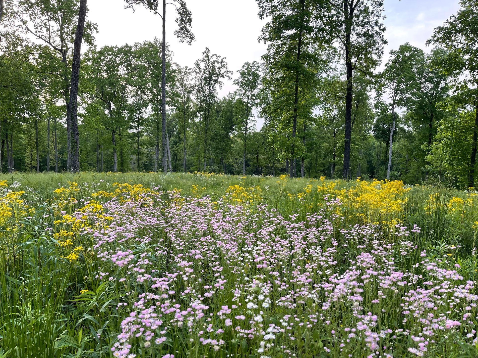 the meadows at red coach resort