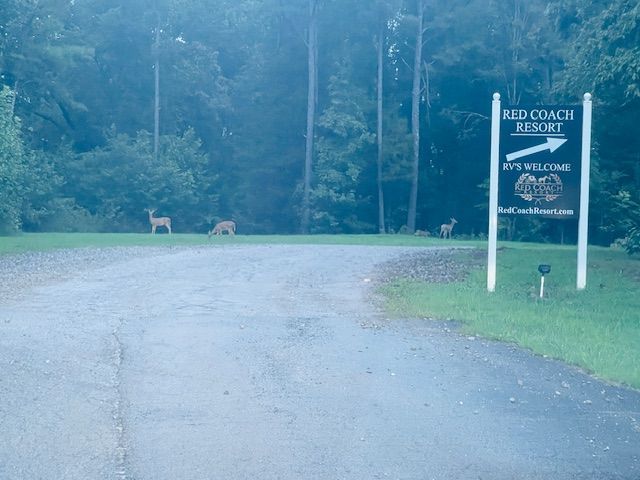 The sun is shining through the trees and casting a shadow on the ground.