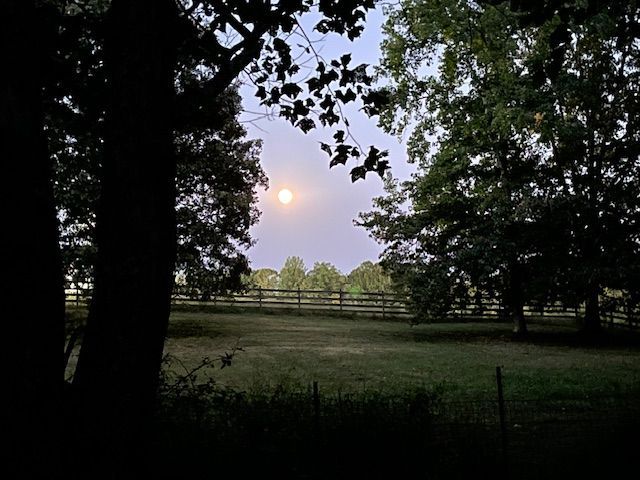 Evening in the pasture at the Red Coach Equestrian Farm 
