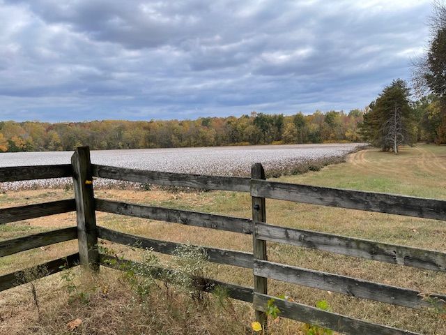 Cotton fields and pasture fences at the Red Coach Equestrian Farm
