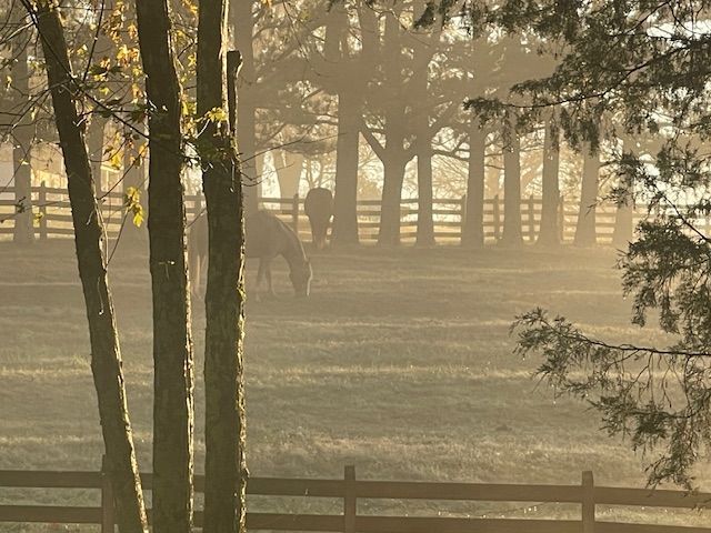 Morning Fog at the Red Coach Equestrian Farm 