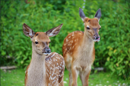 Two deer are standing next to each other in the grass.