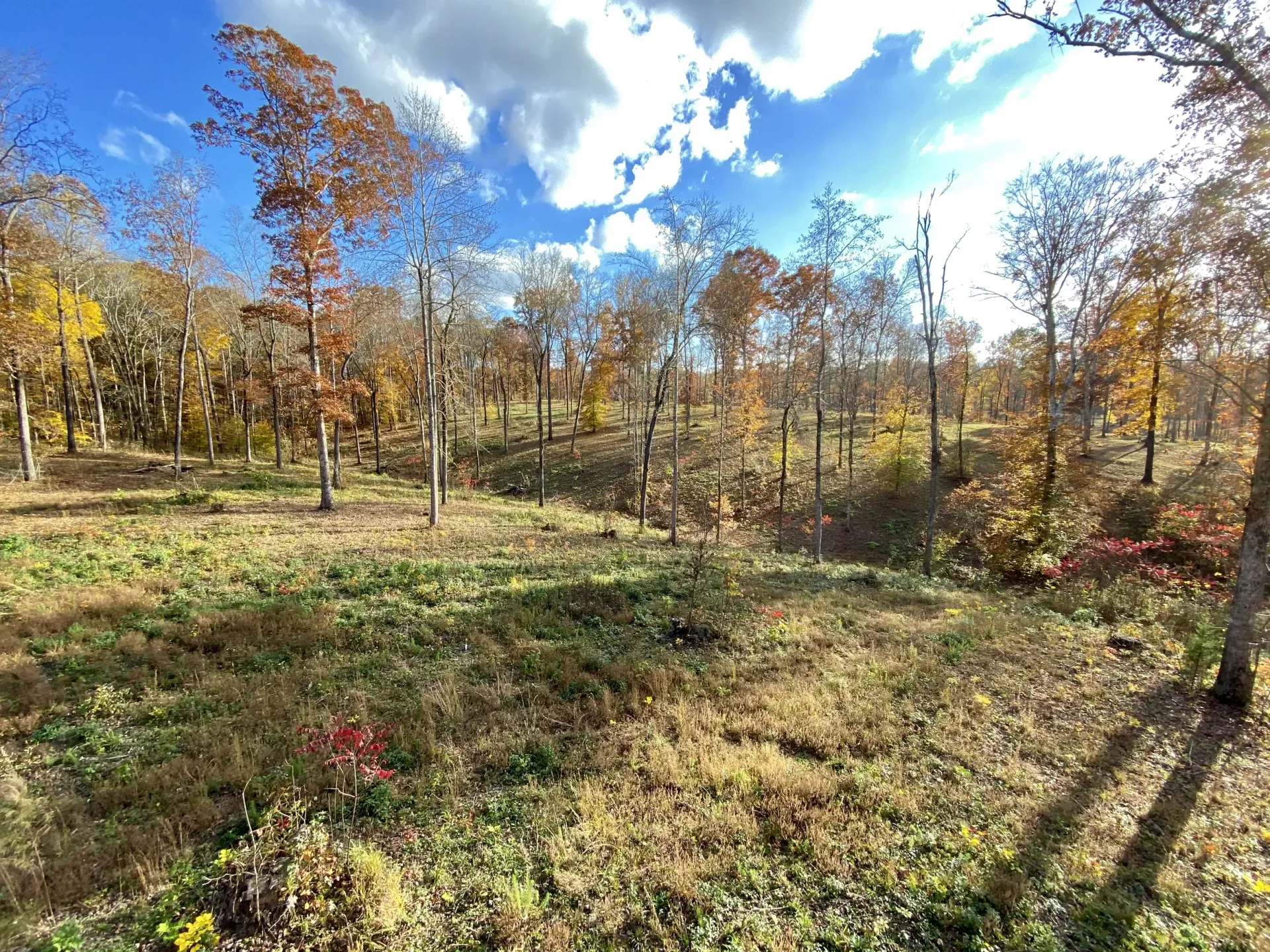 The sun is shining through the trees and casting a shadow on the grass.