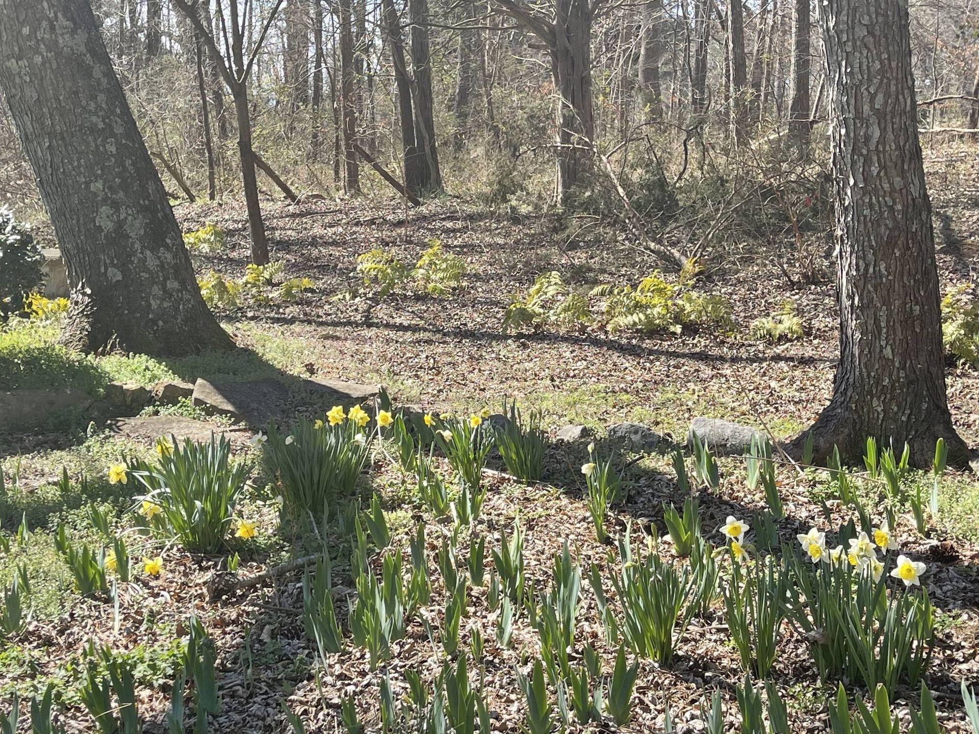 Spring Flowers at the red coach resort