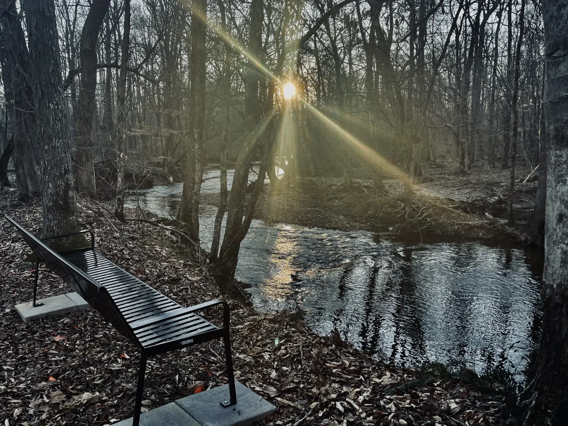 The sun is shining through the trees in the woods