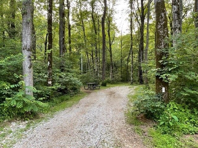 Gravel road leading to a picnic table in a green forest. Trees line the path, sunlight filters through.