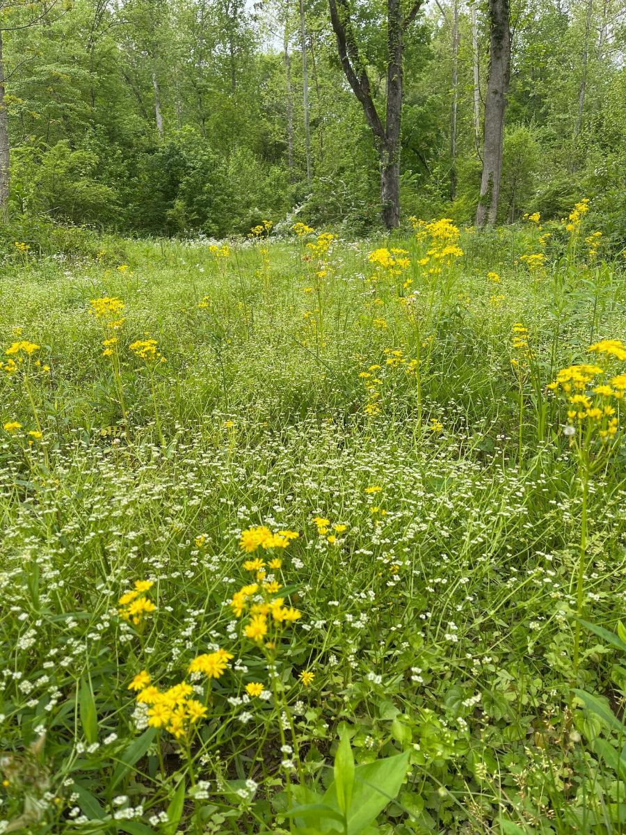 A field of yellow and white flowers with trees in the background.