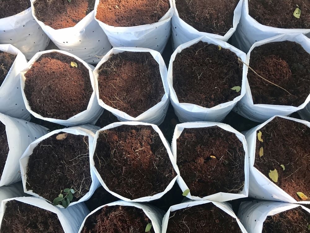 Rows of White Planting Bags Filled with Dark Soil, Ready for Planting — Coastal Sand Soil & Mulch in Burrum heads, QLD
