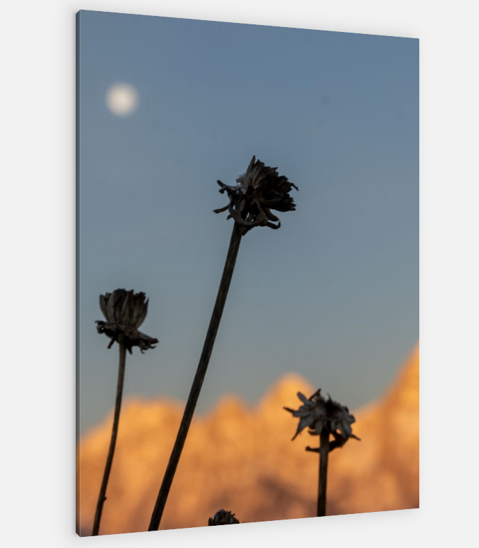 A picture of three flowers with a full moon in the background