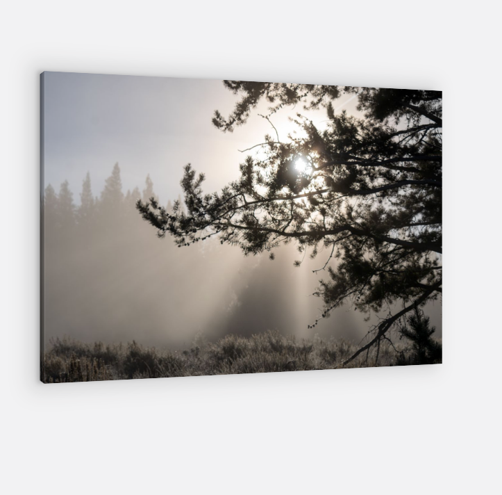 A black and white photo of the sun shining through the trees