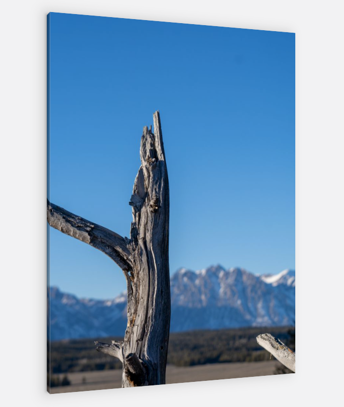 A picture of a tree with mountains in the background