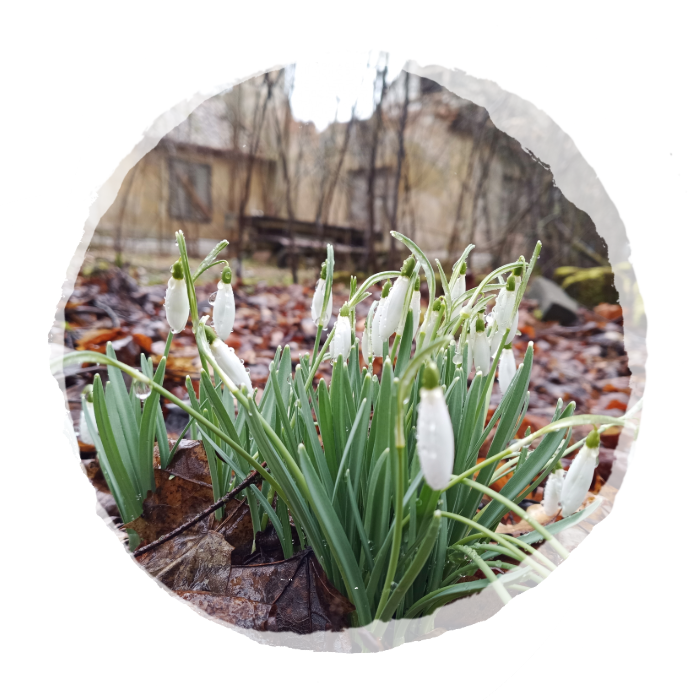 Thumbnail Schneeglöckchen Neue Fokus Veränderung