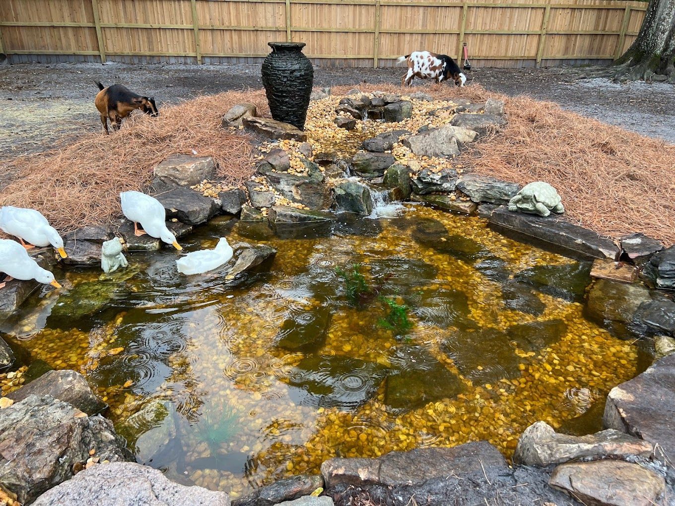 decorative pond landscape contractors Melbourne