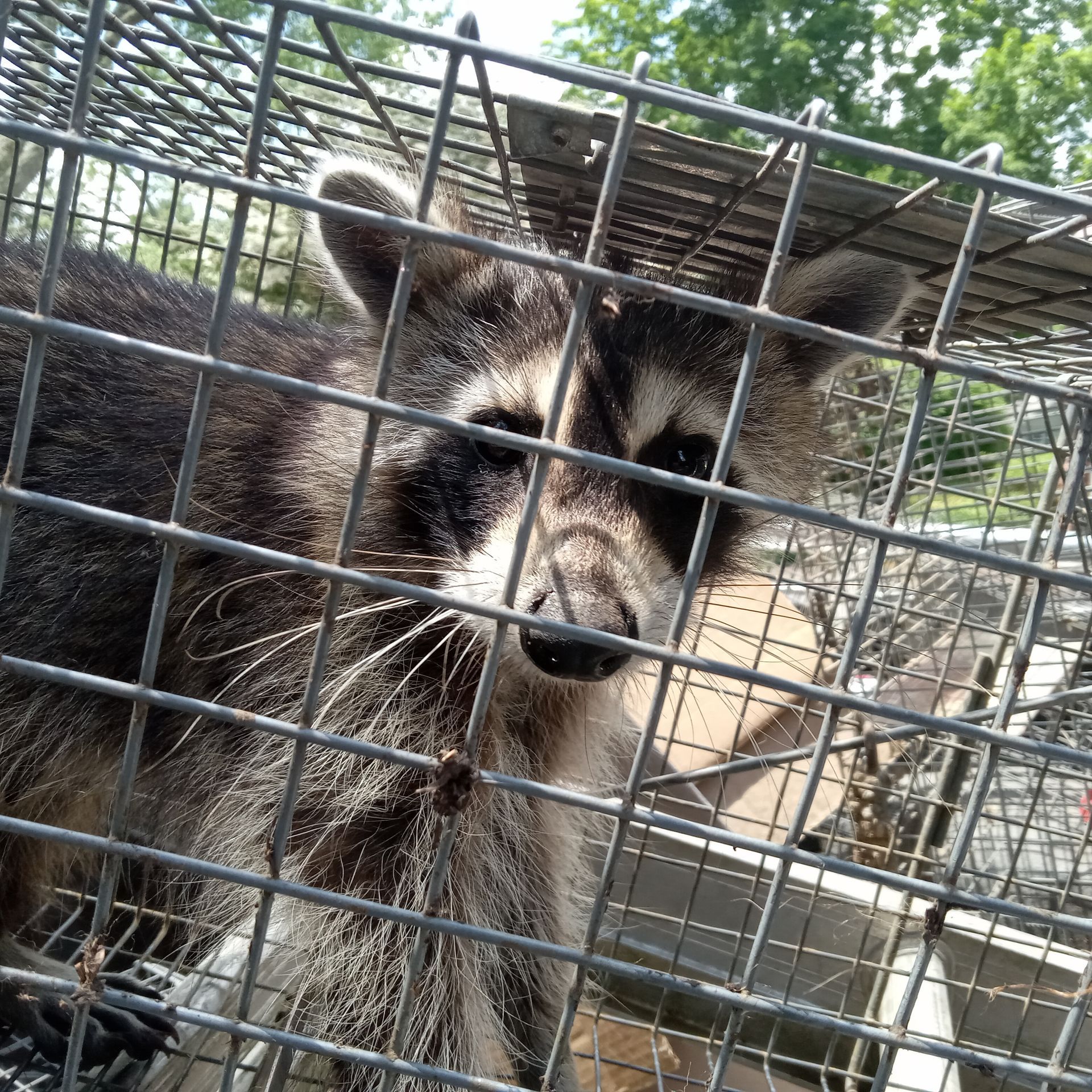 Raccoon behind a wire cage, looking through the bars outdoors