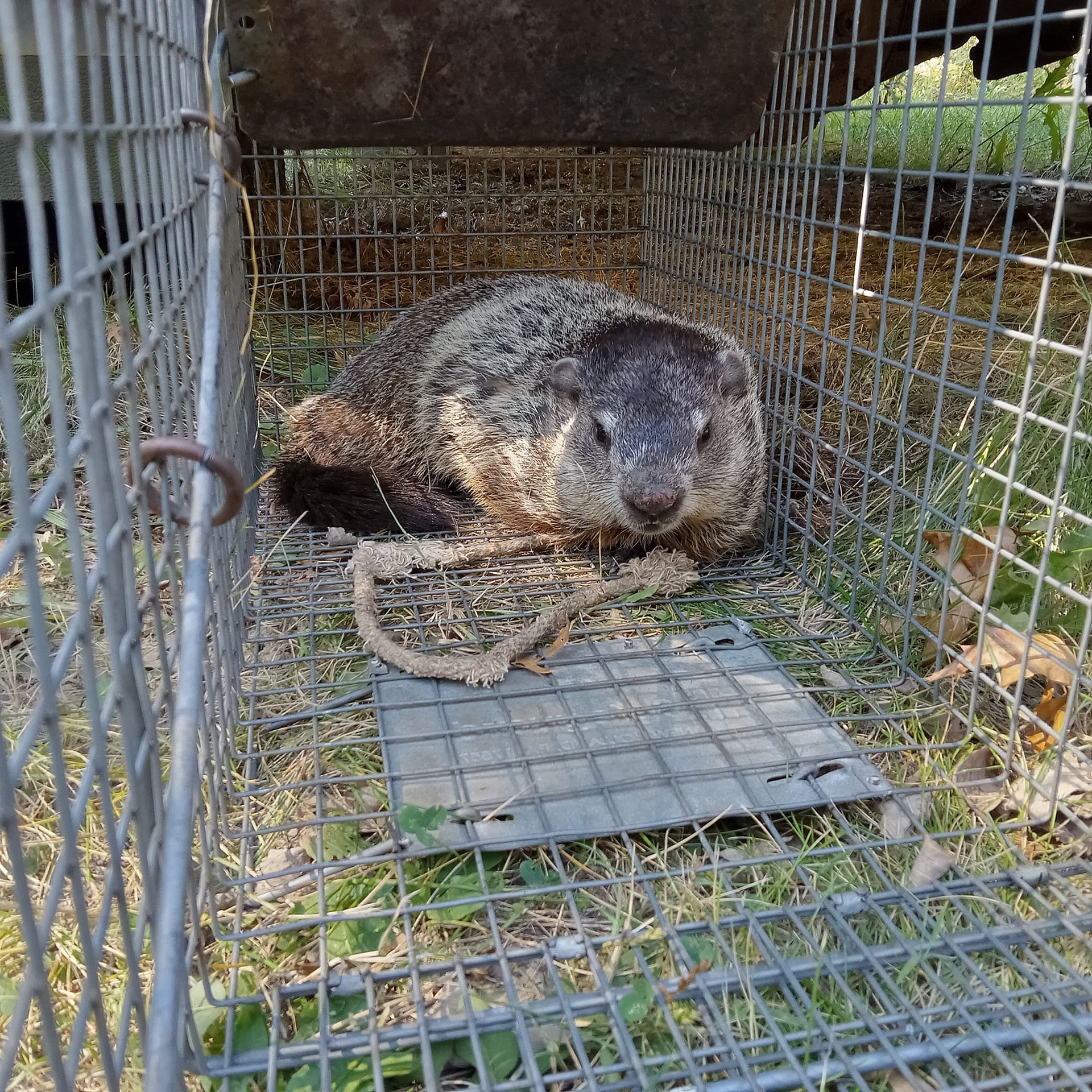 Groundhog resting in a wire cage trap outdoors on grass and leaves