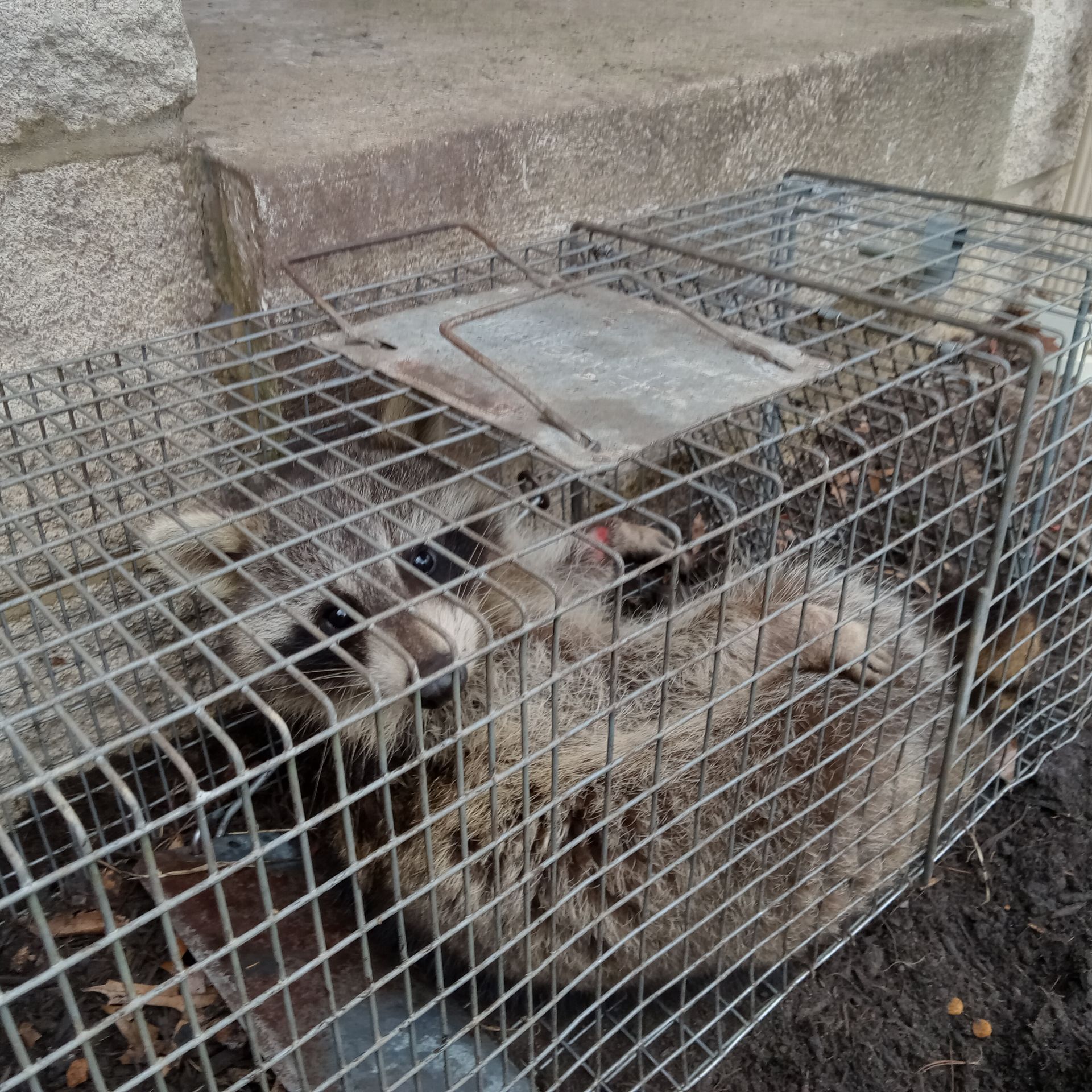 Two cats in a wire trap beside a stone wall
