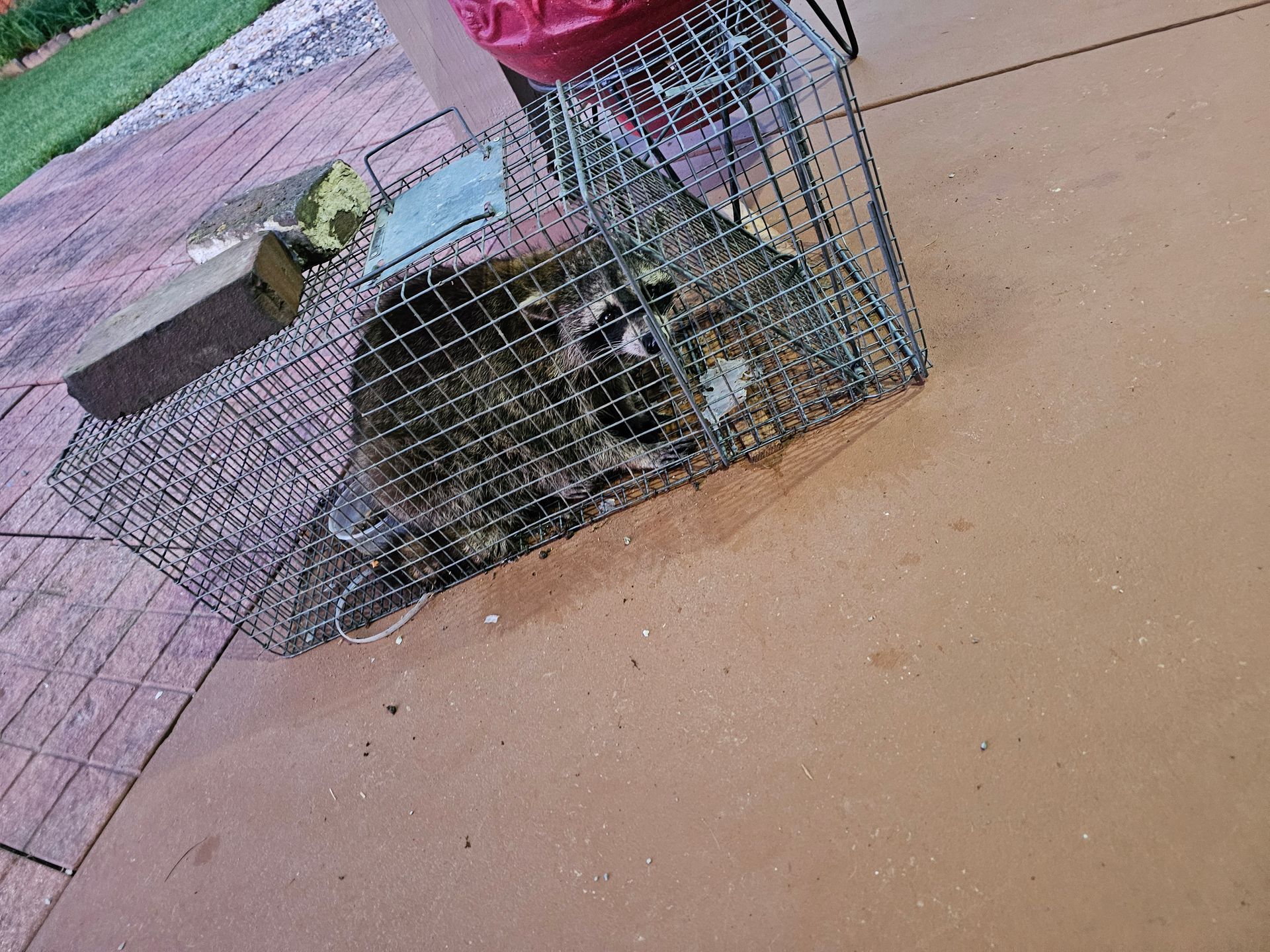 Small animal trapped in a wire cage on a concrete sidewalk, with a pink cloth draped over it.