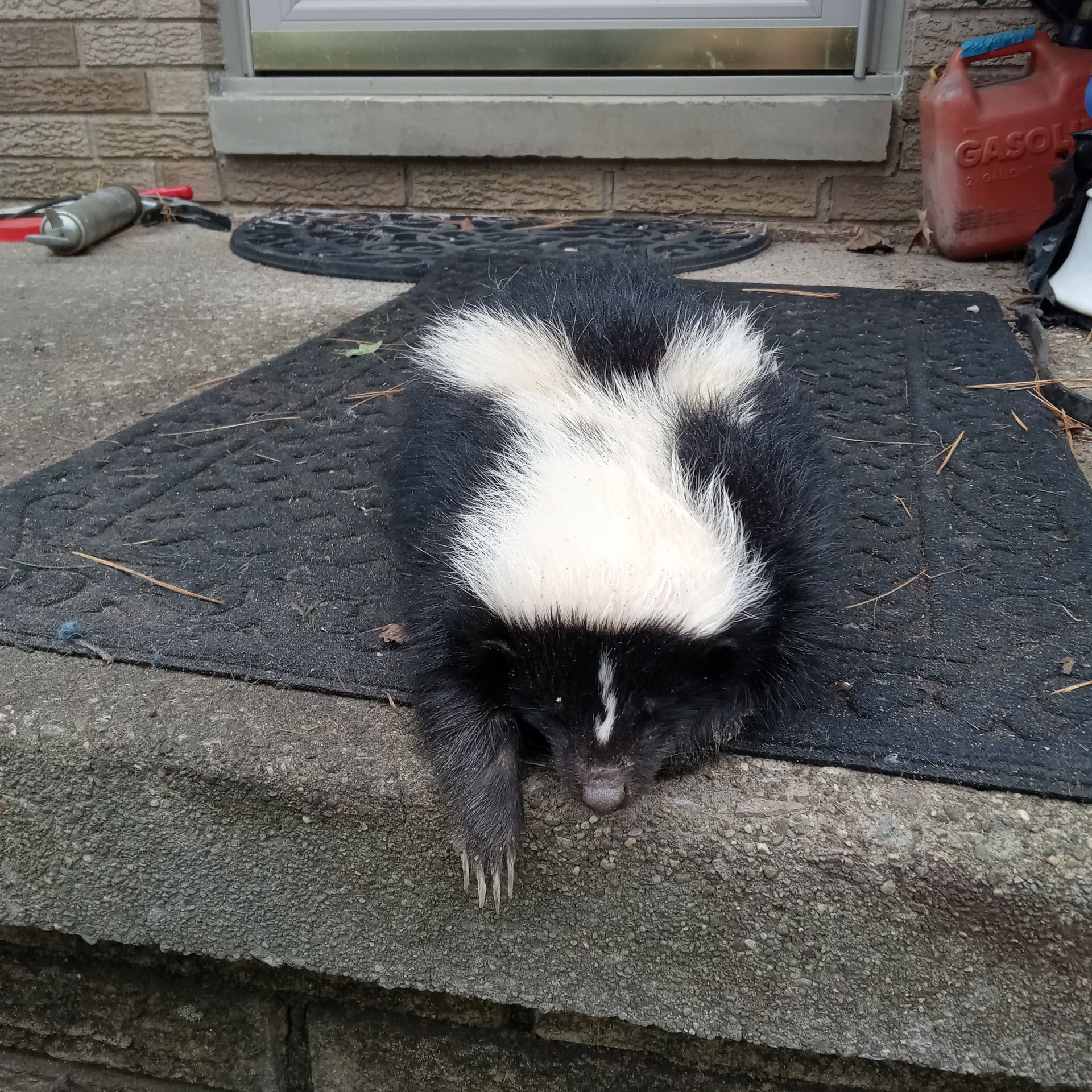 Black and white skunk on a porch mat, peeking over the step near a doorway.