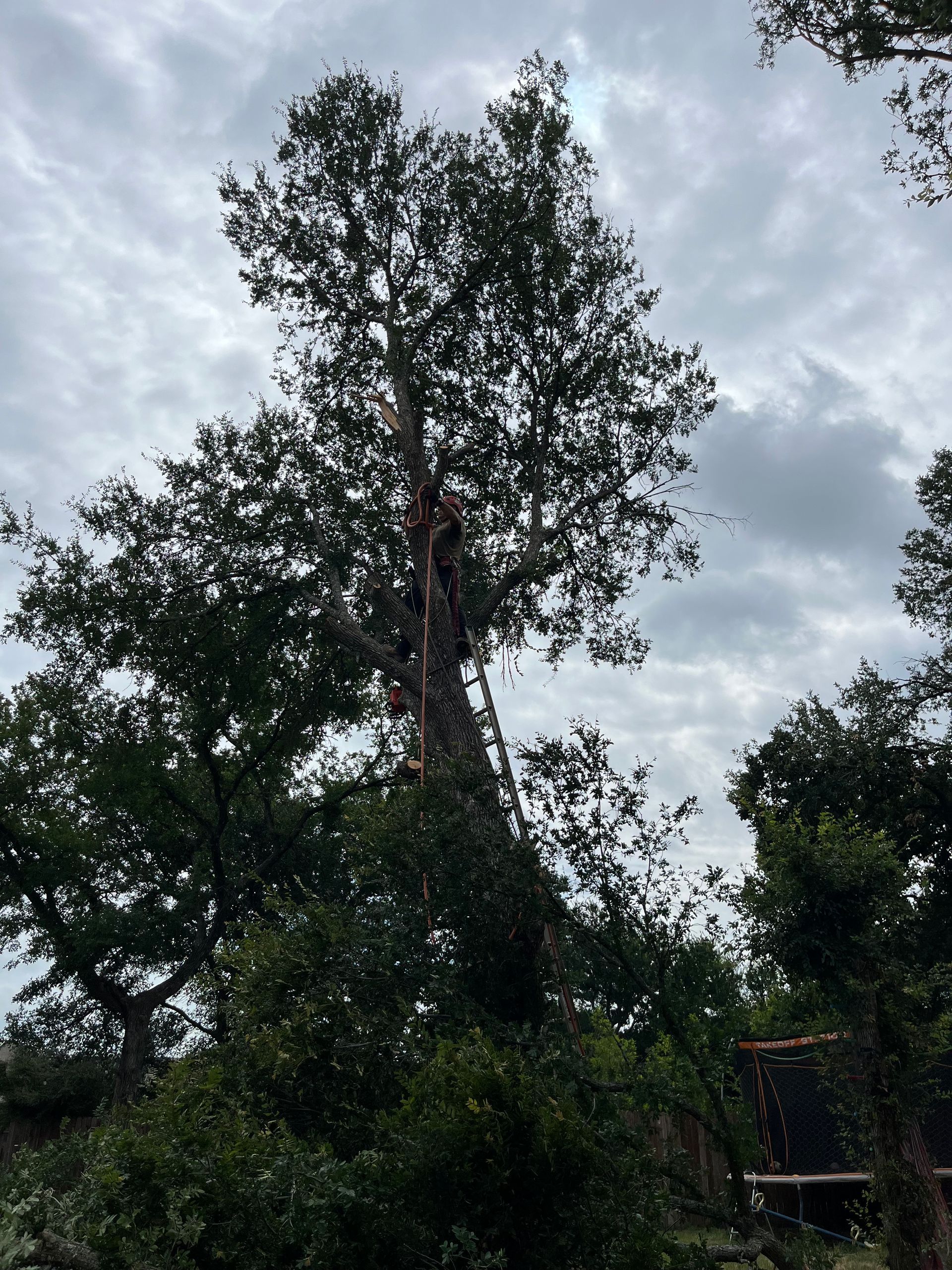 A man is cutting a tree with a chainsaw.