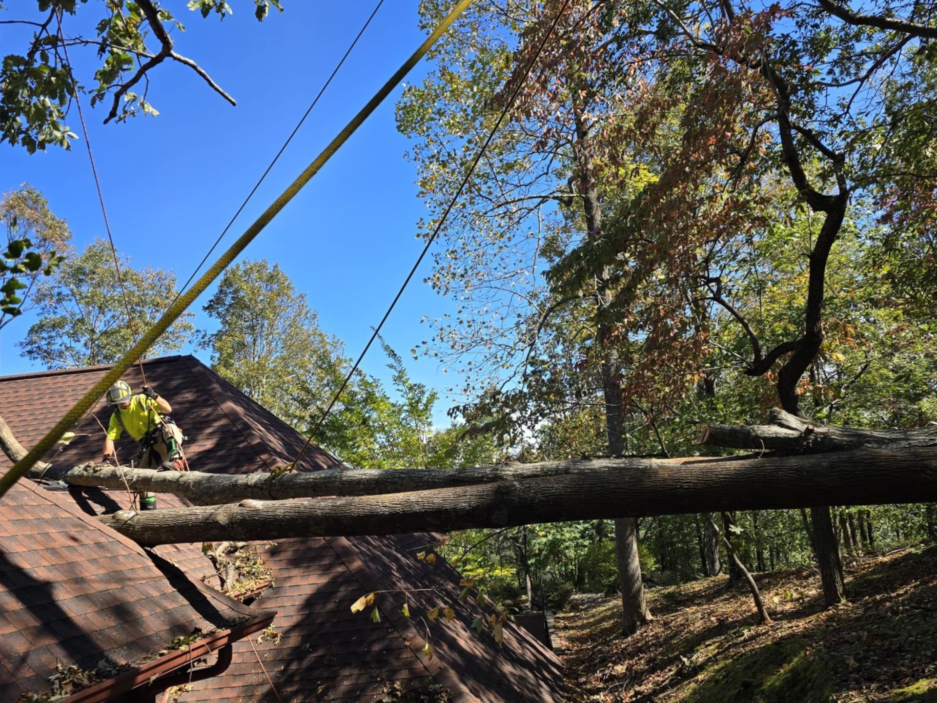 A worker in a yellow high-visibility vest climbs a large tree trunk resting on a sloped roof in a wooded area.