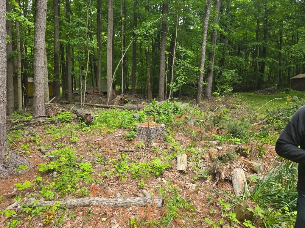 A person stands near a forest clearing containing a tree stump and scattered branches after recent tree clearing.
