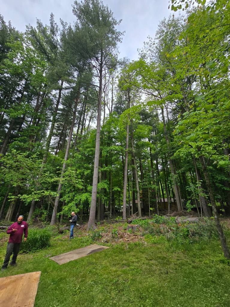 Two people stand on a grassy lawn in front of a dense, sunlit forest with tall pine and deciduous trees.