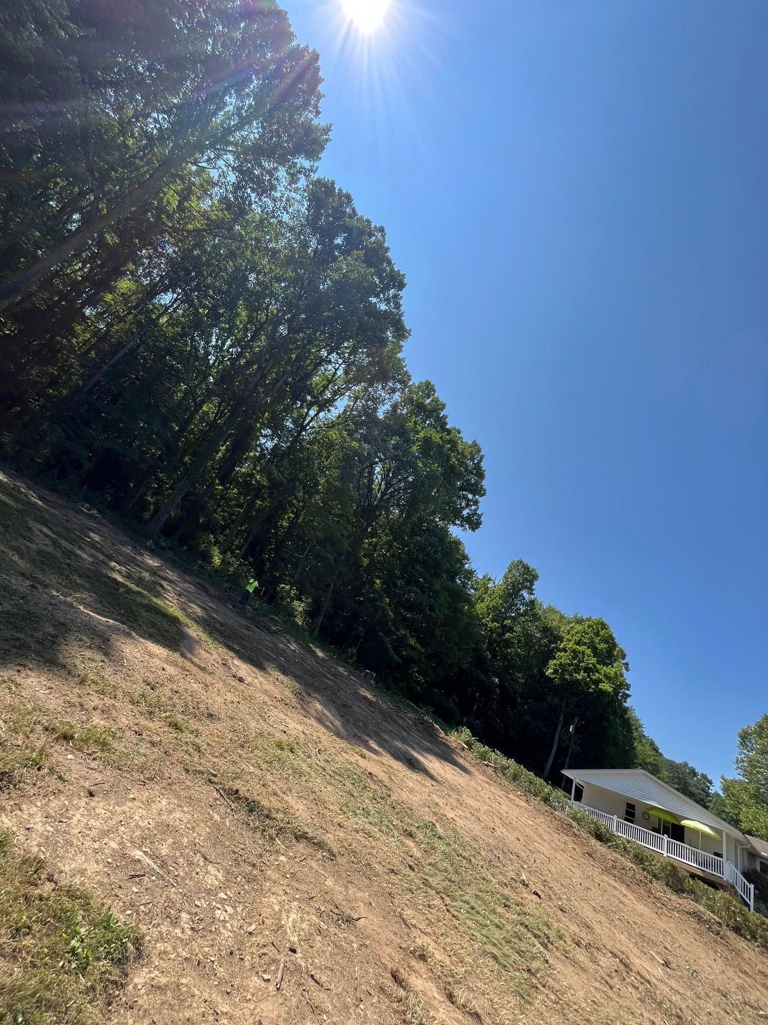 A sunny, sloped landscape with sparse grass, a dense tree line at the top, and a partially visible house on the right.