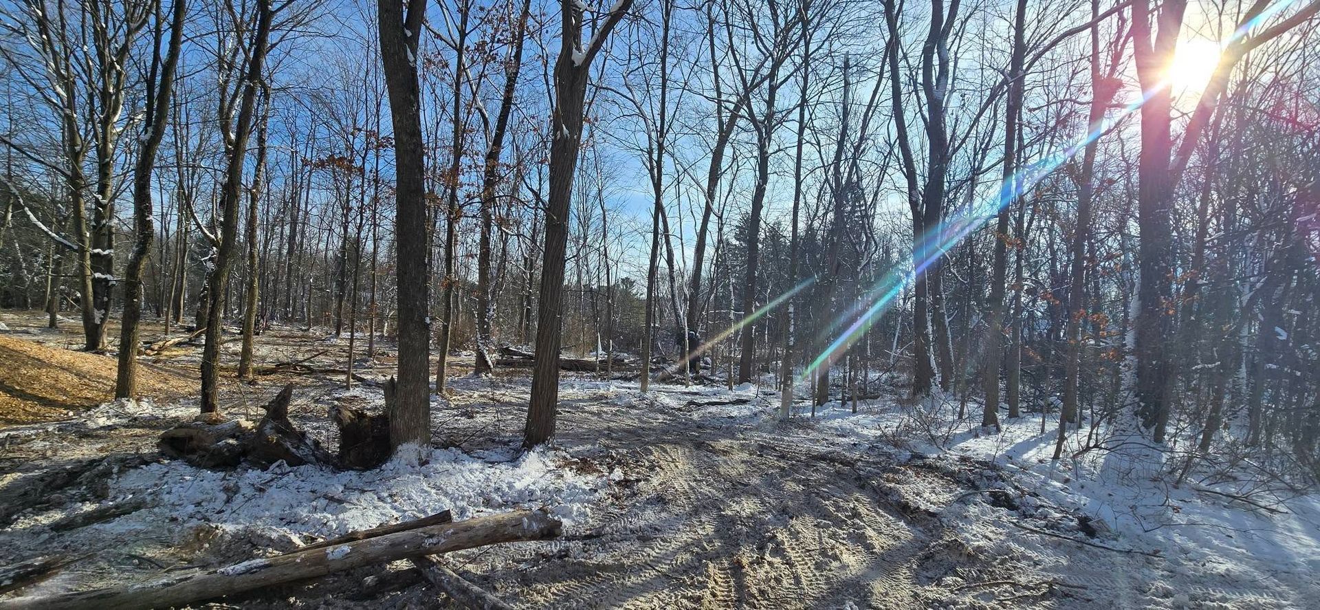 A sunlit, snow-dusted forest landscape with bare trees and fallen logs under a clear blue sky.