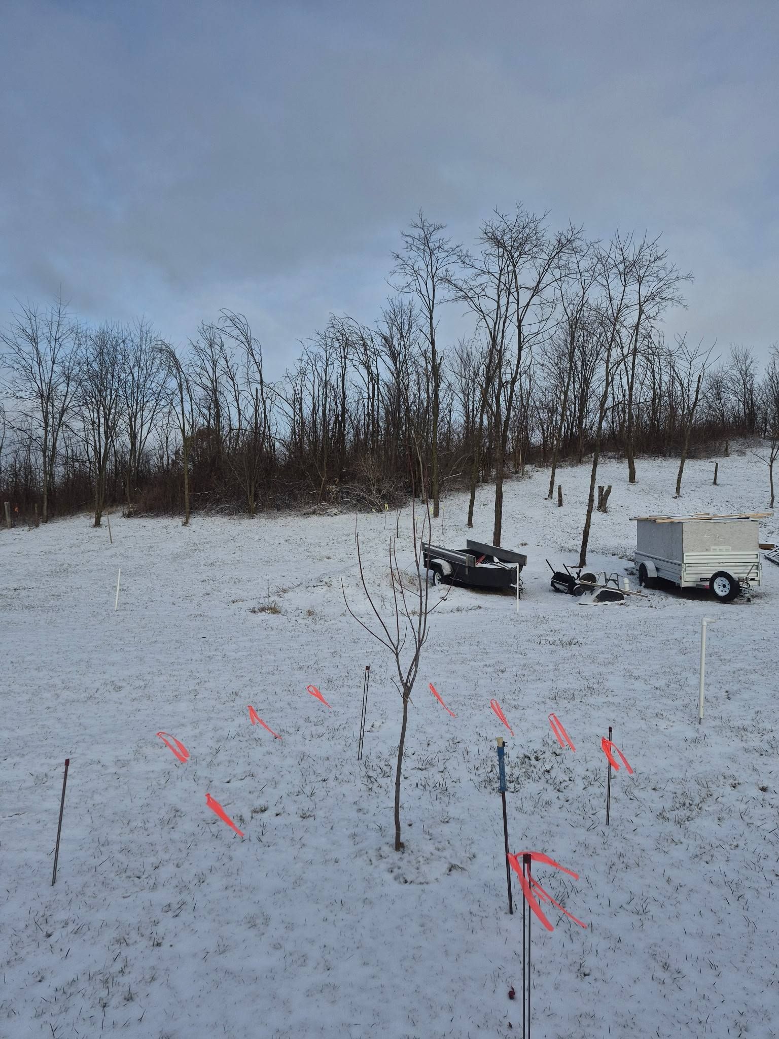 A snow-covered field with a young tree surrounded by survey stakes marked with orange tape, and a trailer in the distance.