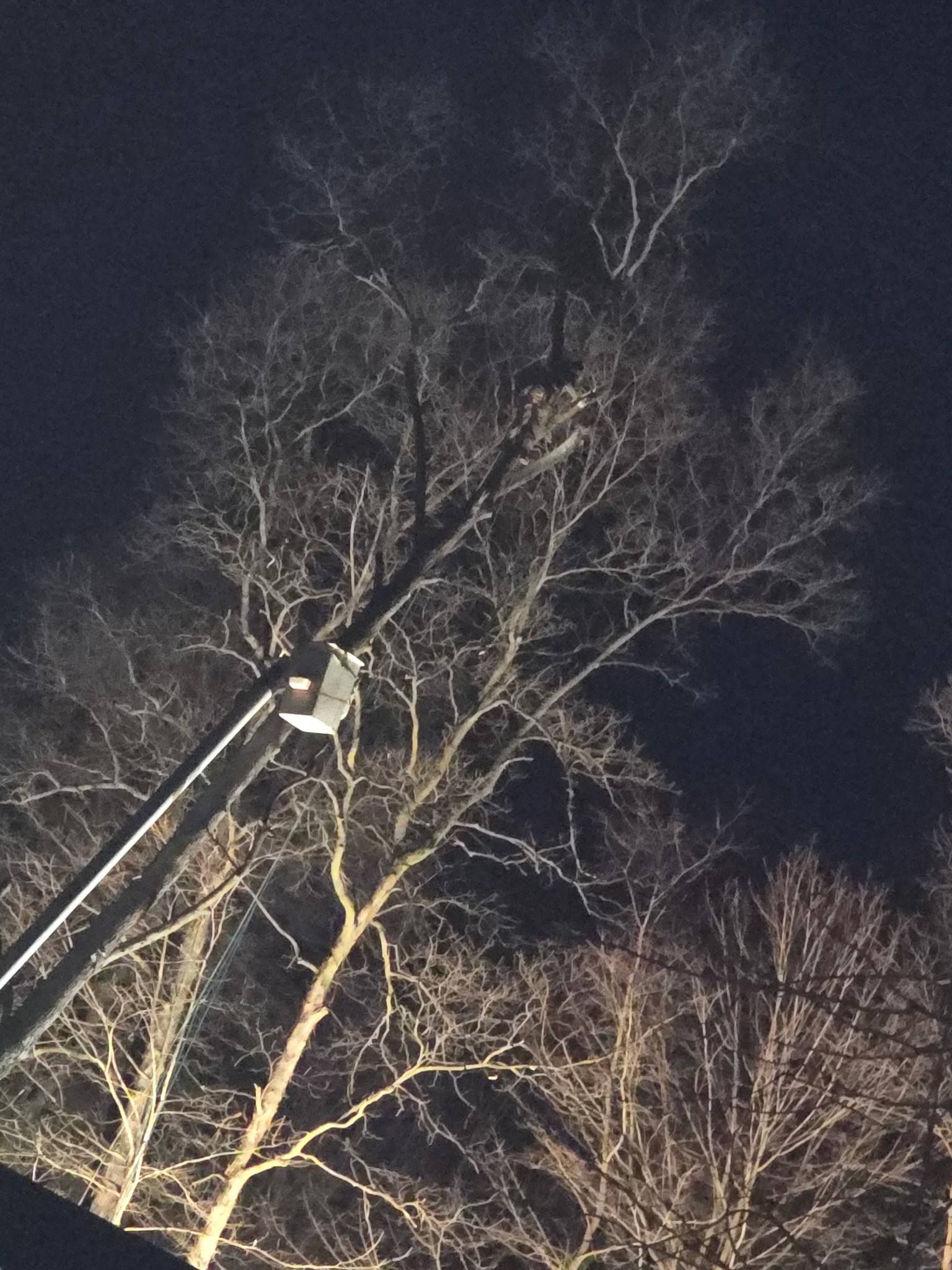A cherry picker lift reaches into the high branches of a tall, leafless tree at night.