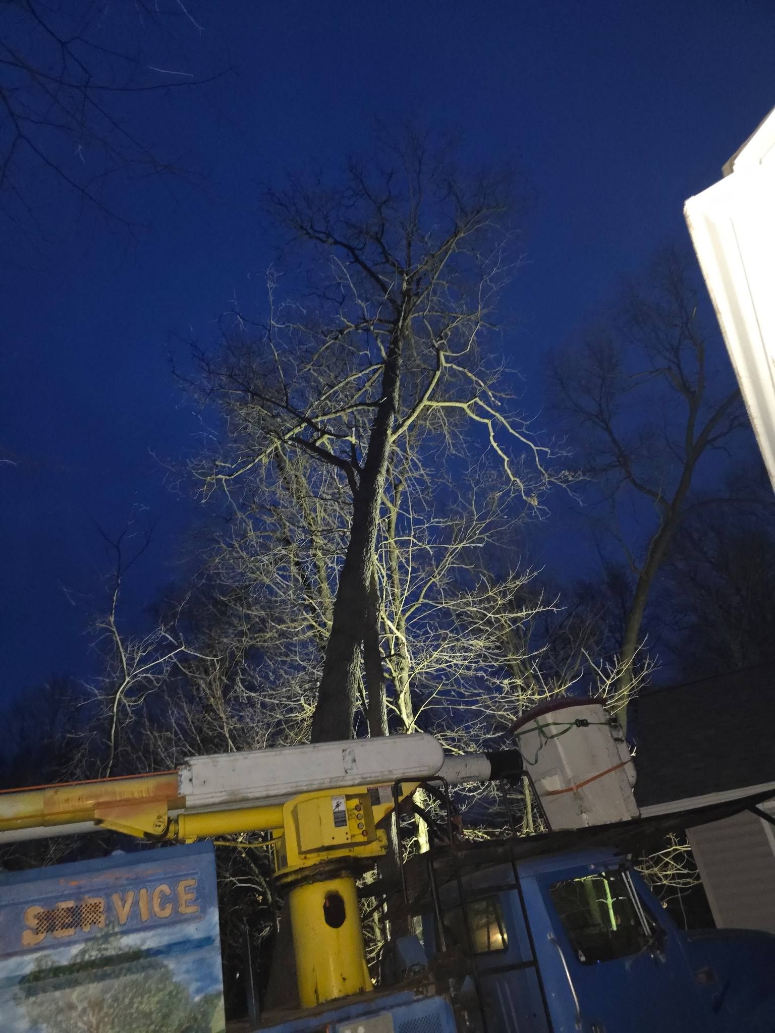 A tall, bare tree is illuminated by a yellow bucket truck under a dark blue twilight sky.