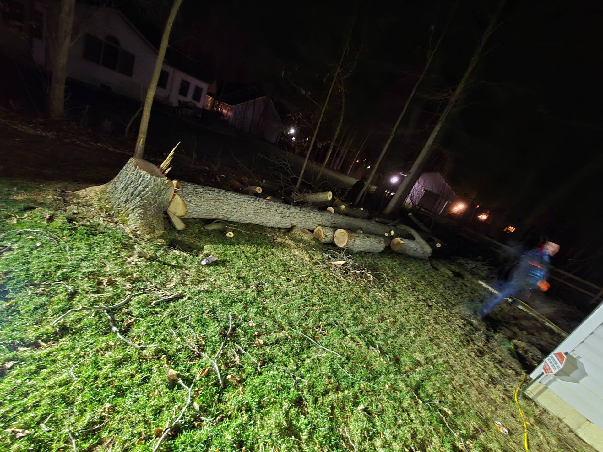 A large tree lies felled on a grassy lawn at night, with a person standing near the trunk in the background.