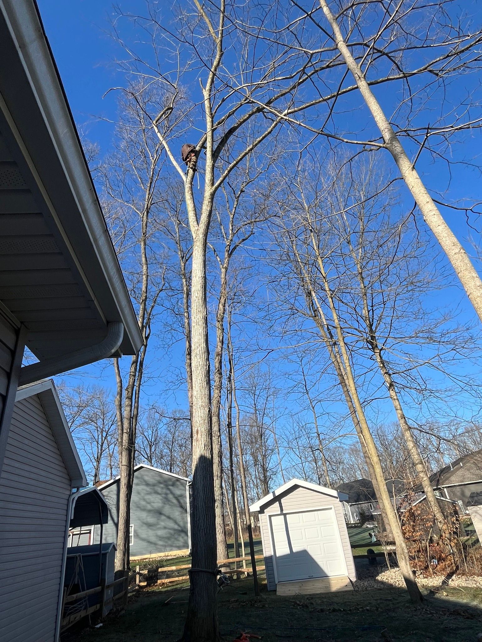 A tall, bare-branched tree looms over a backyard near a house and a small shed under a clear blue sky.