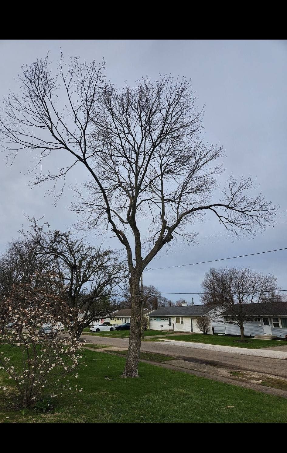 A tall, bare-branched deciduous tree stands in a residential lawn on an overcast day, with a smaller blooming tree nearby.