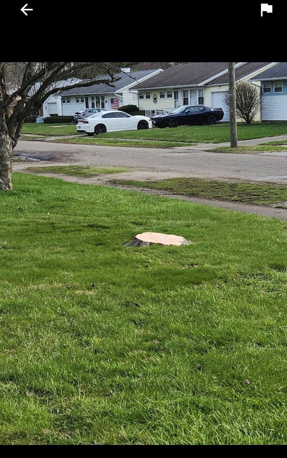 A tree stump sits in a green suburban front lawn, with houses and parked cars visible across the street.