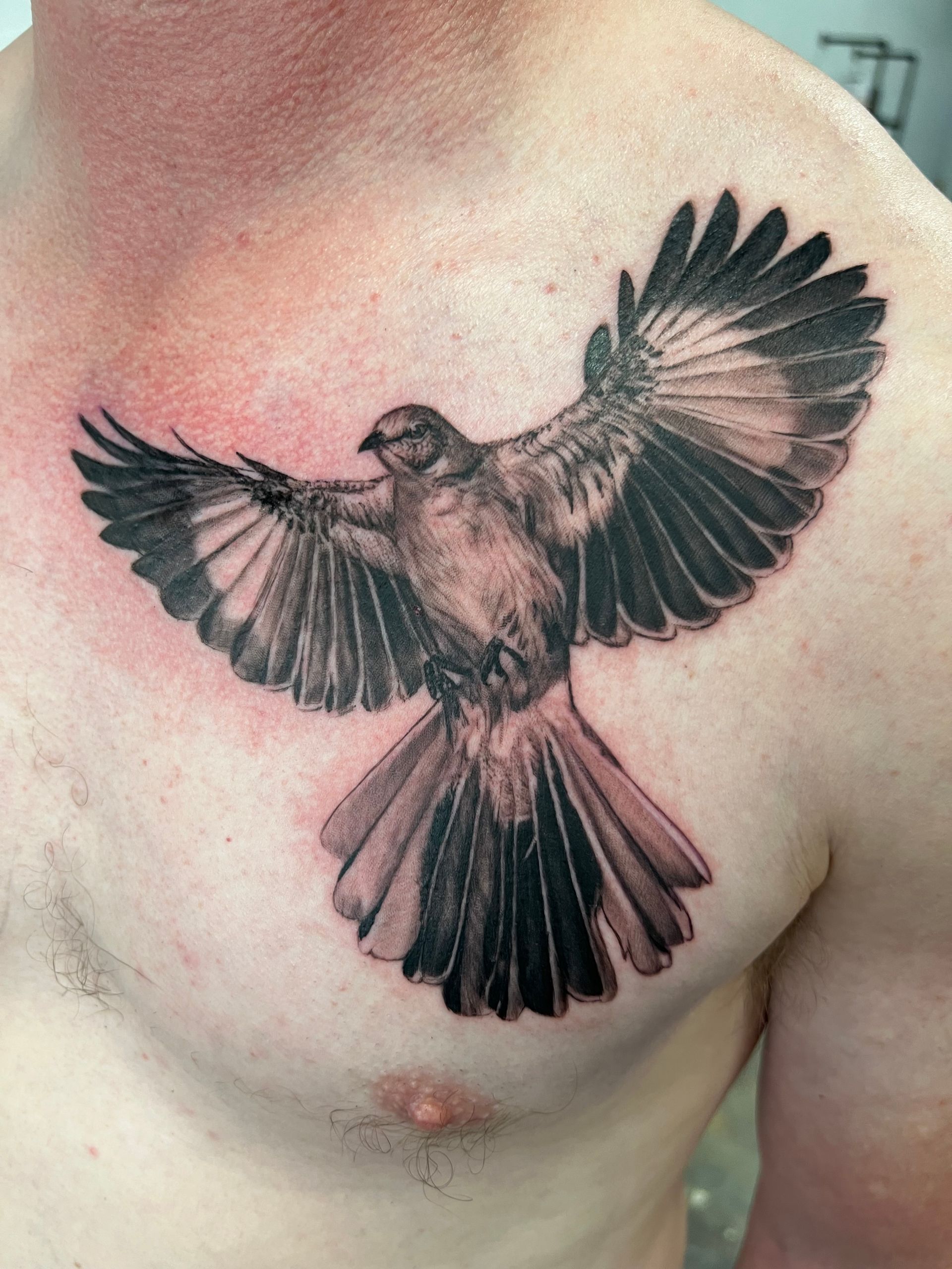 Black and gray bird tattoo on a person's chest, wings spread in flight.