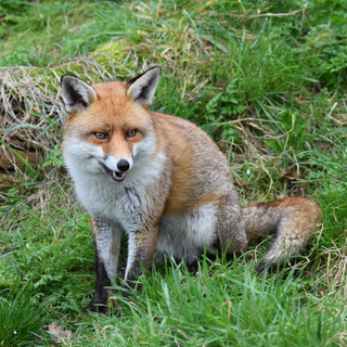 humane fox control, fox pest control, fox proofing