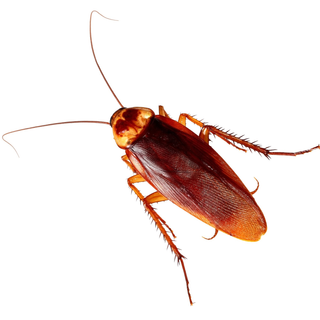 insect control, insect problem, cockroach, fly, moth, carpet beetle, cockroach control, moth control, ant, ant control, fly control, carpet beetle control