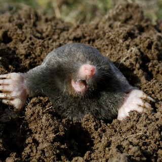 mole control, mole pest control, mole controller, moles, mole, mole catcher