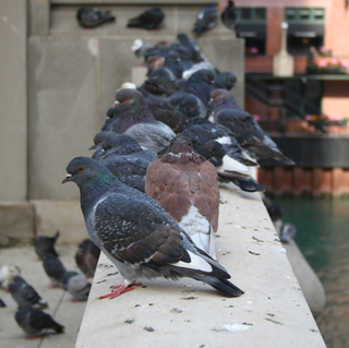 birds, pigeons, seagulls, bird control, bird proofing, pigeon control, pigeon proofing, seagull control, seagull proofing, netting, bird netting, proofing, solar proofing