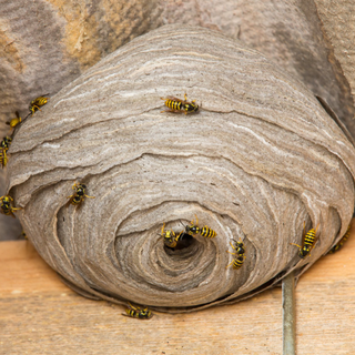 wasps, bees, wasp, bee, wasp control, bee control, wasp nest removal, bee nest removal, bee removal, wasp removal, bee rehoming