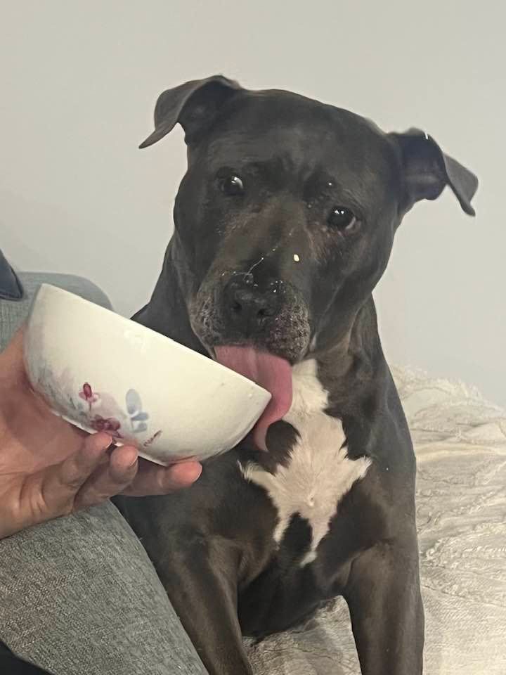 Chloe licking a bowl of milk