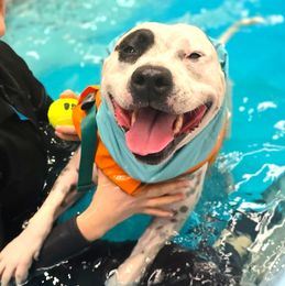 Smiling staffy swimming in hydrotherapy pool with tennis ball