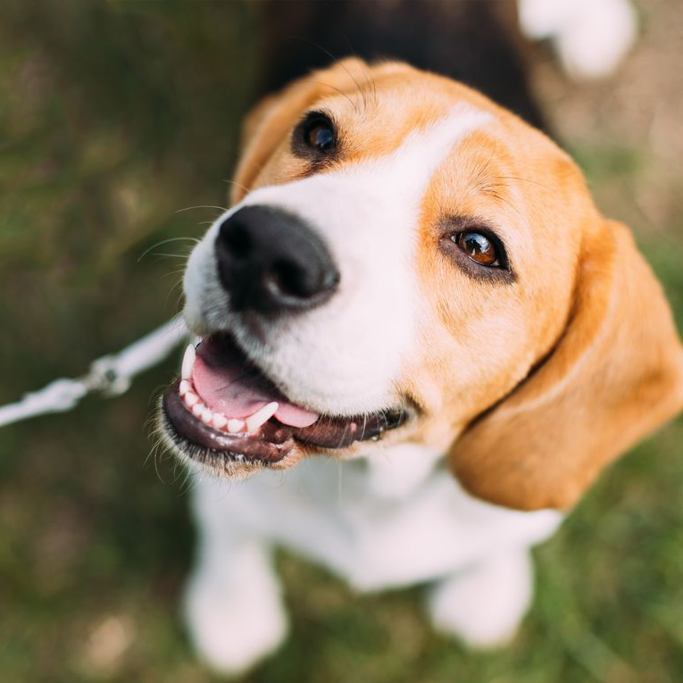 A close up of a beagle dog on a leash looking up at the camera