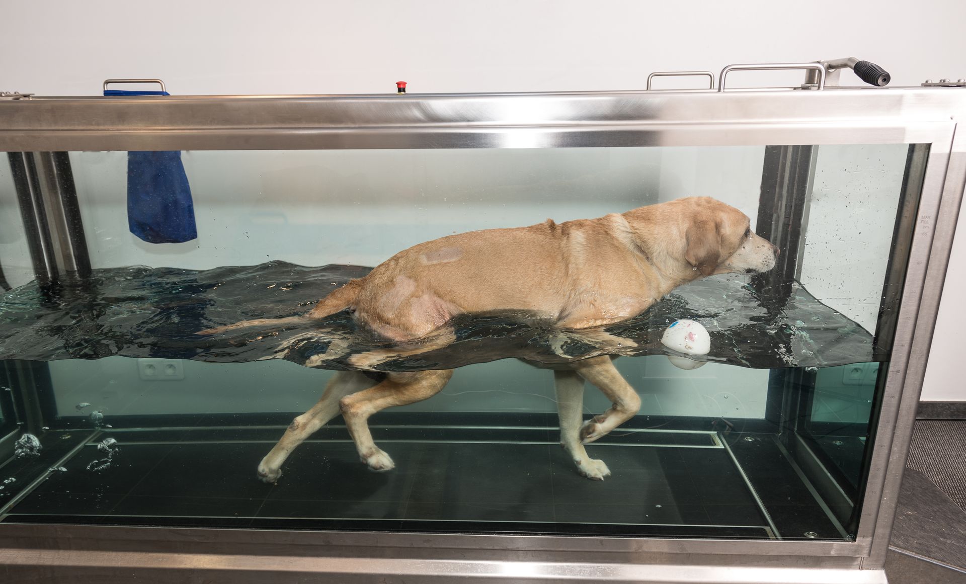 dog undergoing hydrotherapy